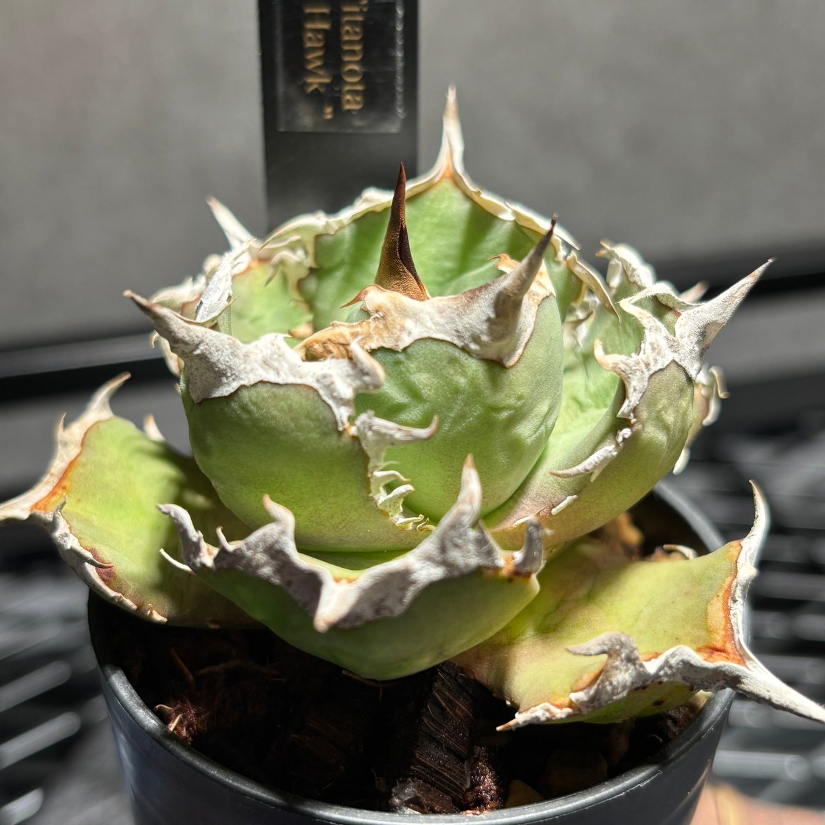 アガベ ホワイトホーク　wihtehawk アガベ チタノタ ホワイトホーク White hawk | Buyee 通販購入サポート