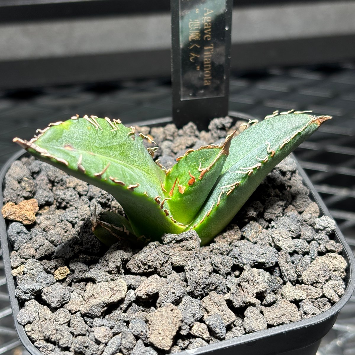 オンライン限定】【 悪魔くん 】※発根済み【K1132】 | PLANET ROCK PLANTS