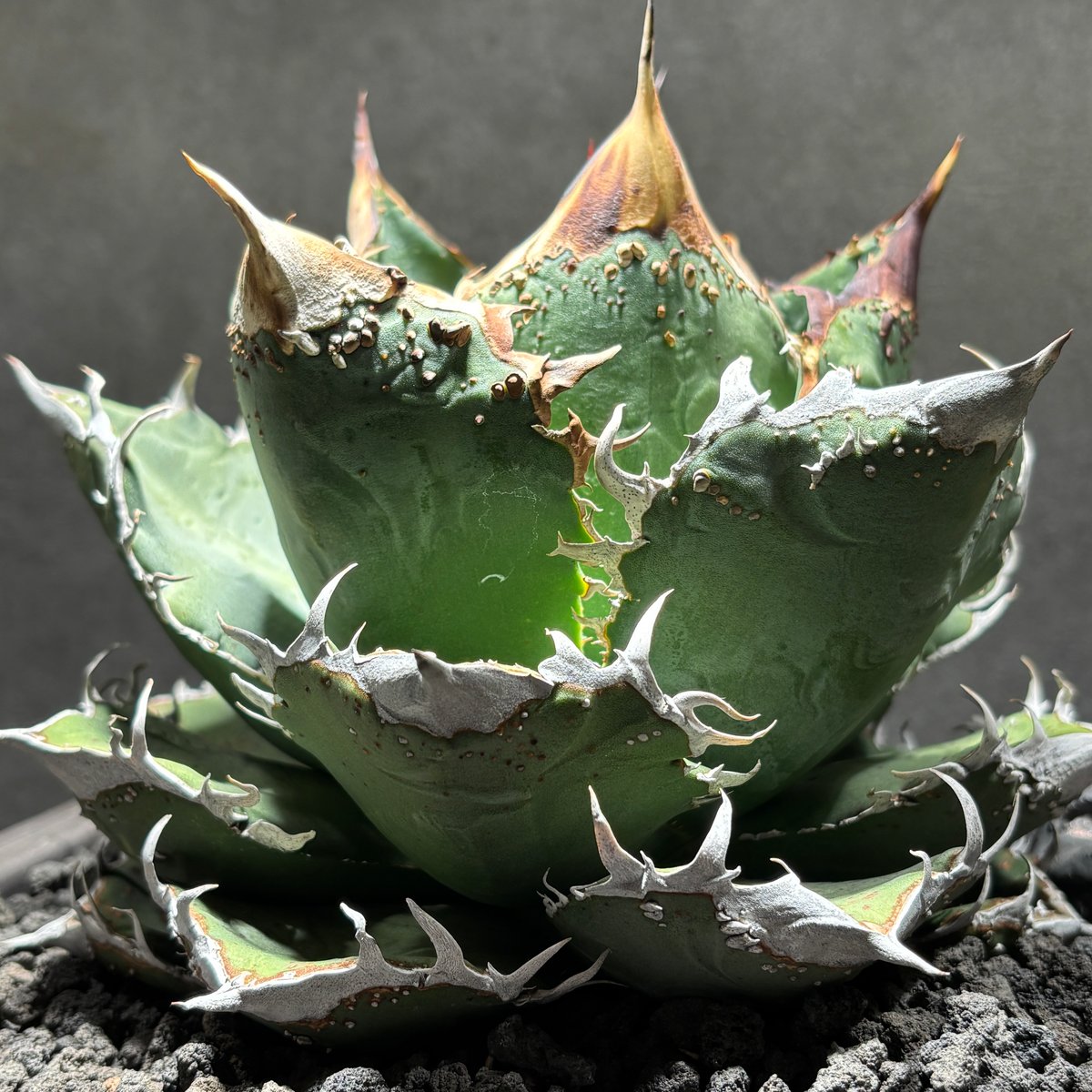 アガベ 金蝉 親株 K1135】【 金蟬 】※発根済み | PLANET ROCK PLANTS
