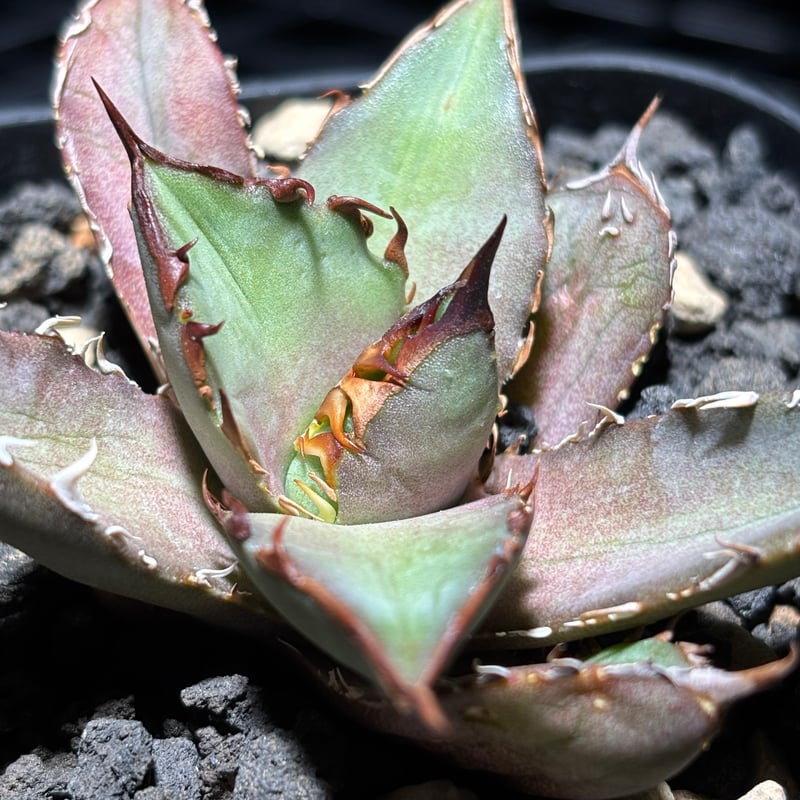 O62IR059】【 Obsidian 】※発根済み | PLANET ROCK PLANTS