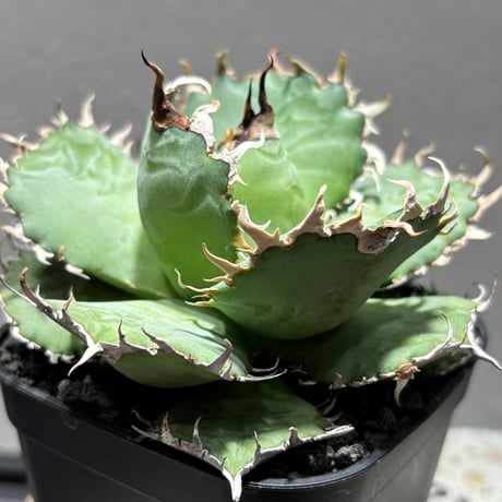 JINBEI　オベサまとめ売り　アガベ鰐亀子株 JINBEI オベサまとめ売り アガベ鰐亀子株 JINBEI様専用 オベサ