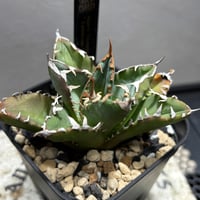 59IN180】【 COK/CG01 】※発根済み | PLANET ROCK PLANTS