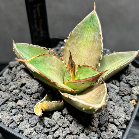 ロック　アガベ ロック アガベ カット苗 アガベ アメリカーナ 樹高0.3m前後 24cmポット