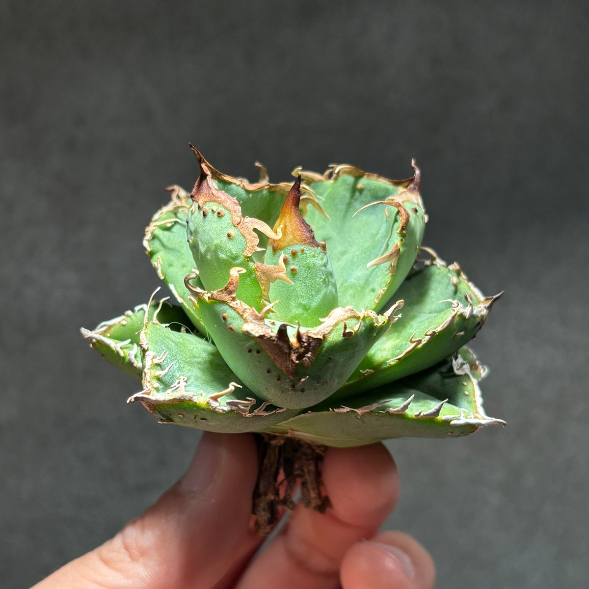 C38】【 疣猪 / TC 】※未発根株 | PLANET ROCK PLANTS