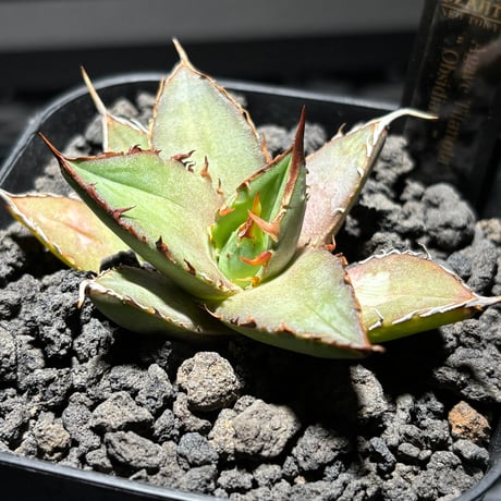 CATEGORY SPECIAL | PLANET ROCK PLANTS