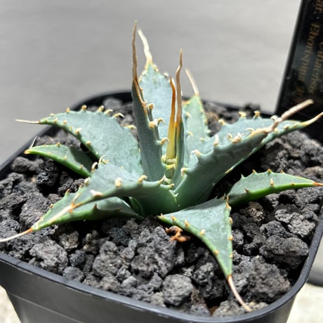 MASSES×M&M】 アガベチタノタ 姫厳龍 塊根植物 多肉 コーデックス 姫厳竜 |