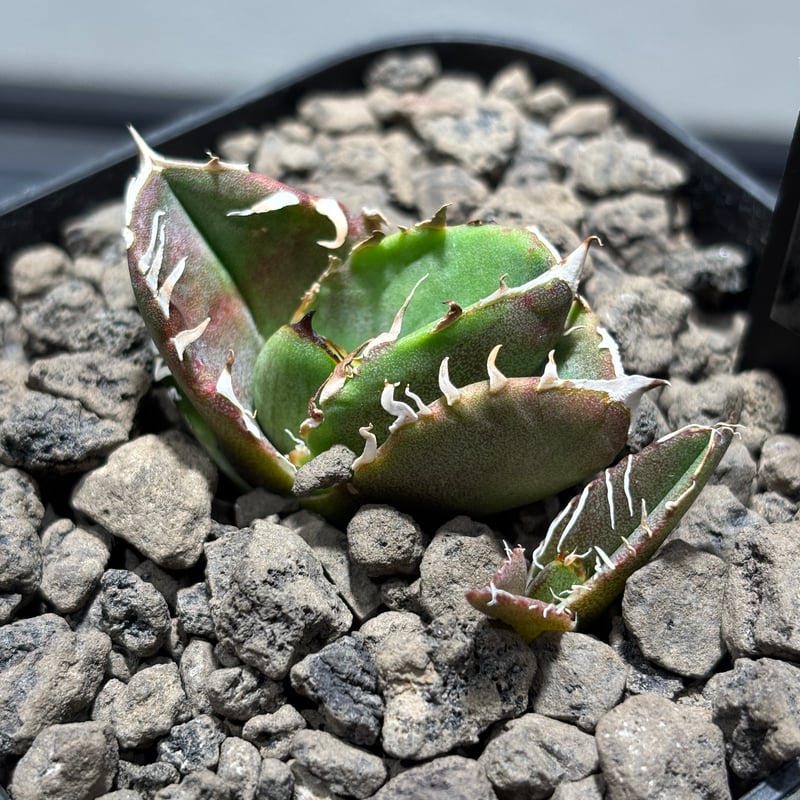 P*☆様 COK CG01アガベ PLANET ROCK PLANTS 発根済み COK CG01