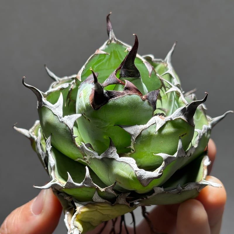 O62IN050】【 Black and Blue 】※未発根株 | PLANET ROCK