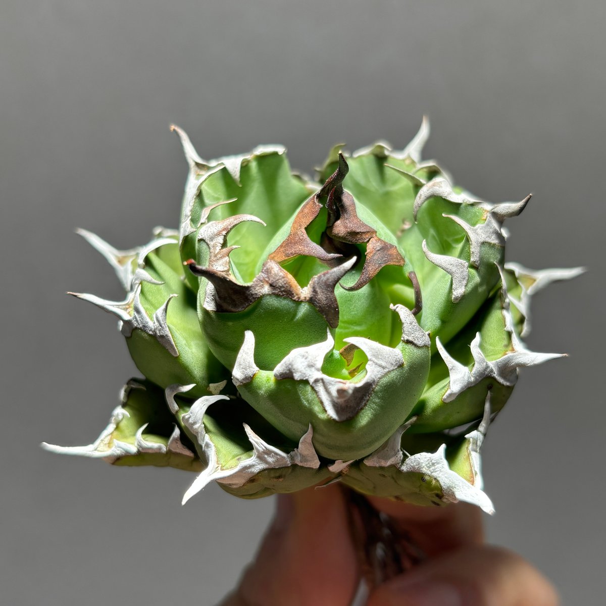 O62IN021】【 姫厳竜 】※未発根株 | PLANET ROCK PLANTS