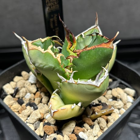 アガベチタノタ | STORES