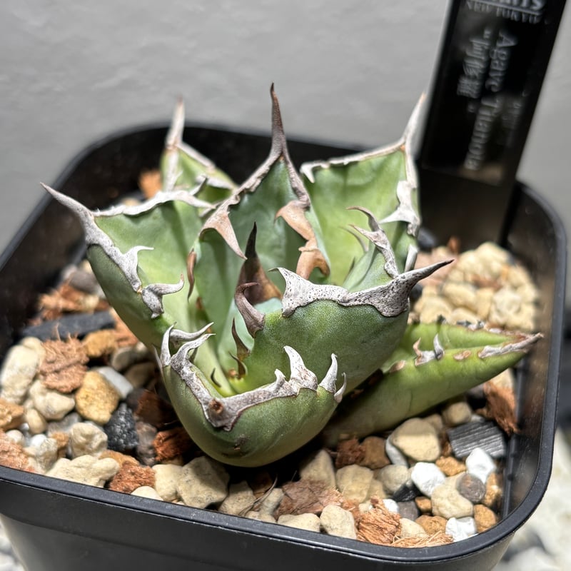 【特大株】アガベ　コロラータ　発根管理中 hq720.jpg?sqp=-