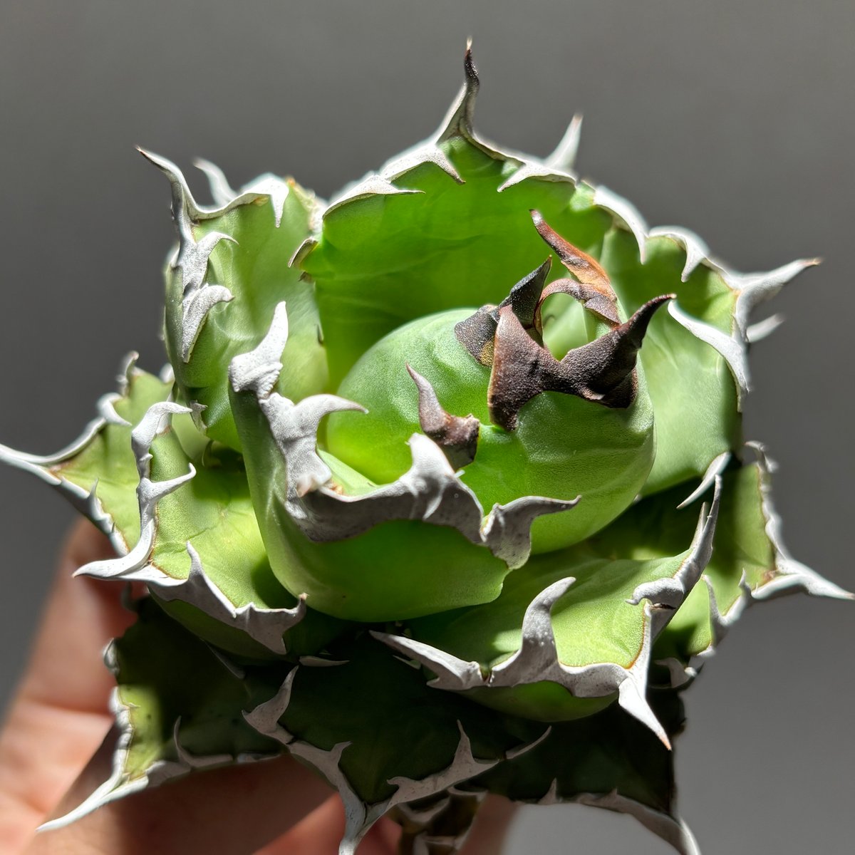 O62IN025】【 姫厳竜 】※未発根株 | PLANET ROCK PLANTS