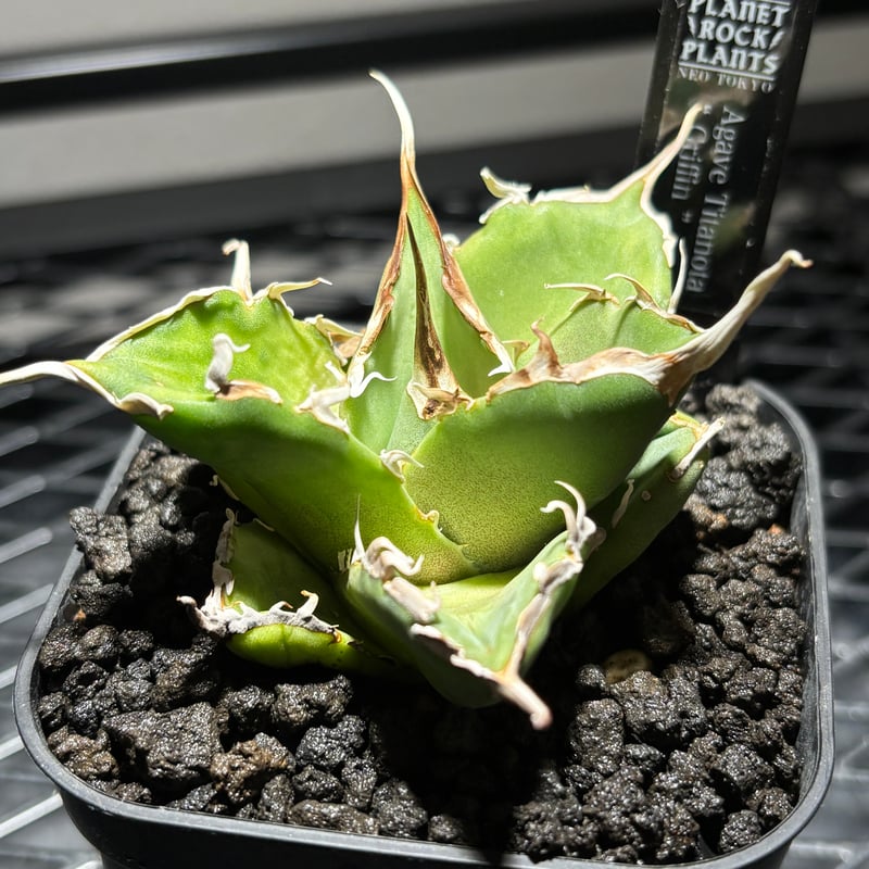 O62IR015】【 Griffin 】※発根済み | PLANET ROCK PLANTS