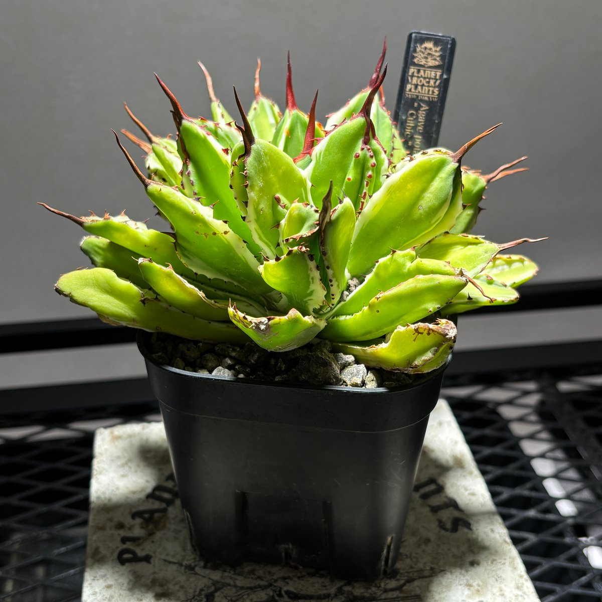 O55C187】【 キュービック錦 】※発根済み | PLANET ROCK PLANTS