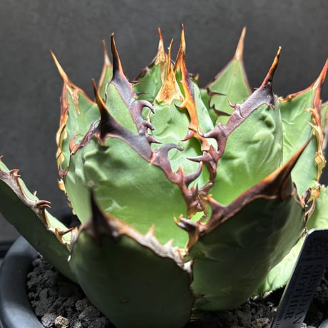 ビースト　産　子株　発根済 CATEGORY SPECIAL | PLANET ROCK PLANTS