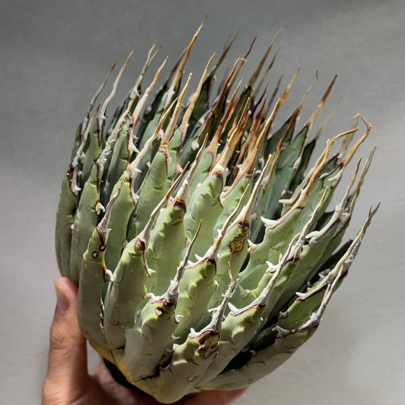 O66E129】【Utahensis var. Eborispina】※未発根株 | PLA