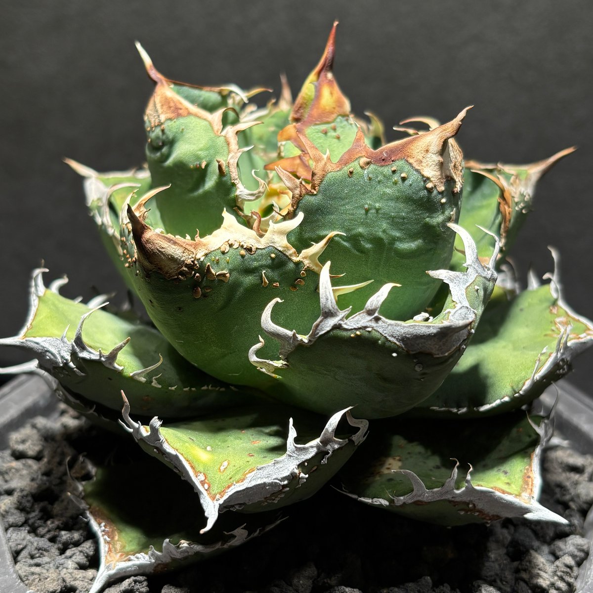 アガベ　チタノタ　MS-WV 子株 アガベ チタノタ 子株 Agave titanota | mana's farm:塊根植物