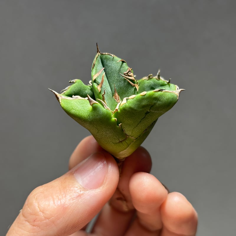 O62IN198】【 COK/CG01 】※未発根株 | PLANET ROCK PLANTS