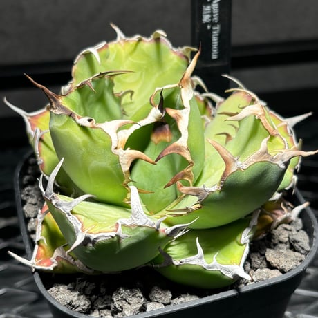 agavetitanota | STORES