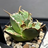 59IN180】【 COK/CG01 】※発根済み | PLANET ROCK PLANTS