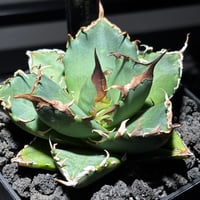 MS-WV 】※未発根子株① | PLANET ROCK PLANTS