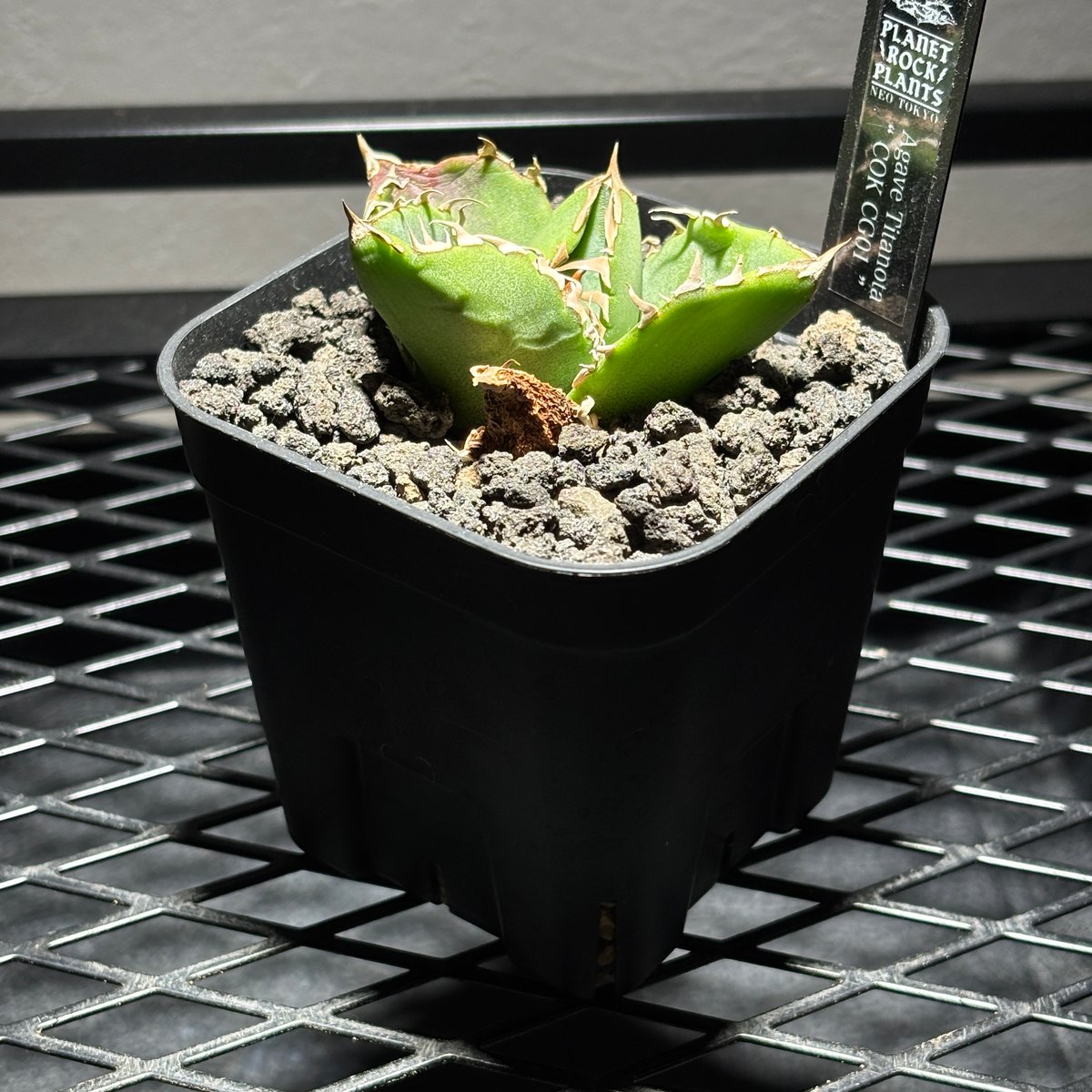 O193】【 COK/CG01 】※発根済み | PLANET ROCK PLANTS