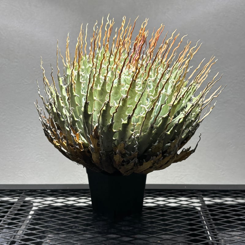 O66E125】【Utahensis var. Eborispina】※未発根株 | PLA