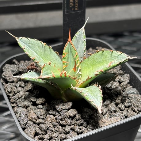 agavetitanota | STORES