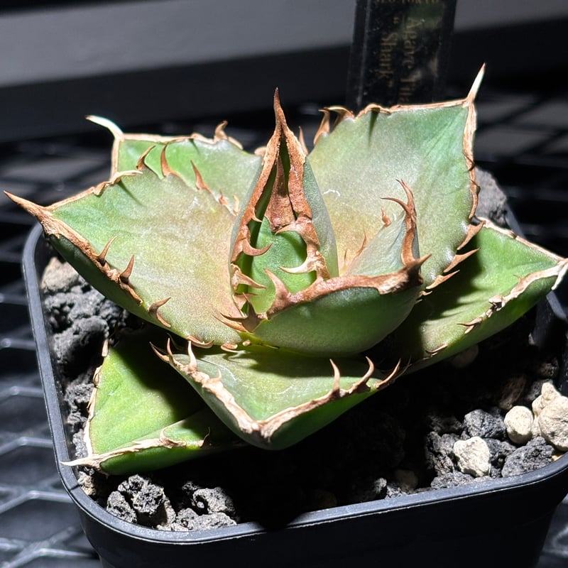O53】【 Shark 】※発根済み | PLANET ROCK PLANTS