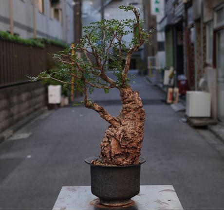 現地球 | STORES