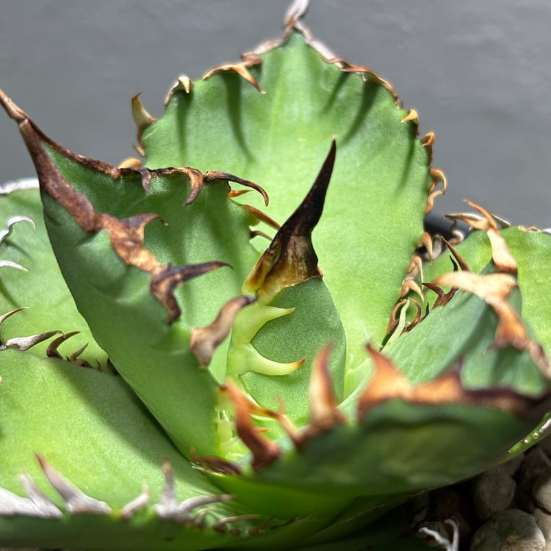 P*★様 COK CG01アガベ PLANET ROCK PLANTS 発根済み アガベ COK cg01 発根済み COK CG01アガベ PLANET ROCK PLANTS 発根