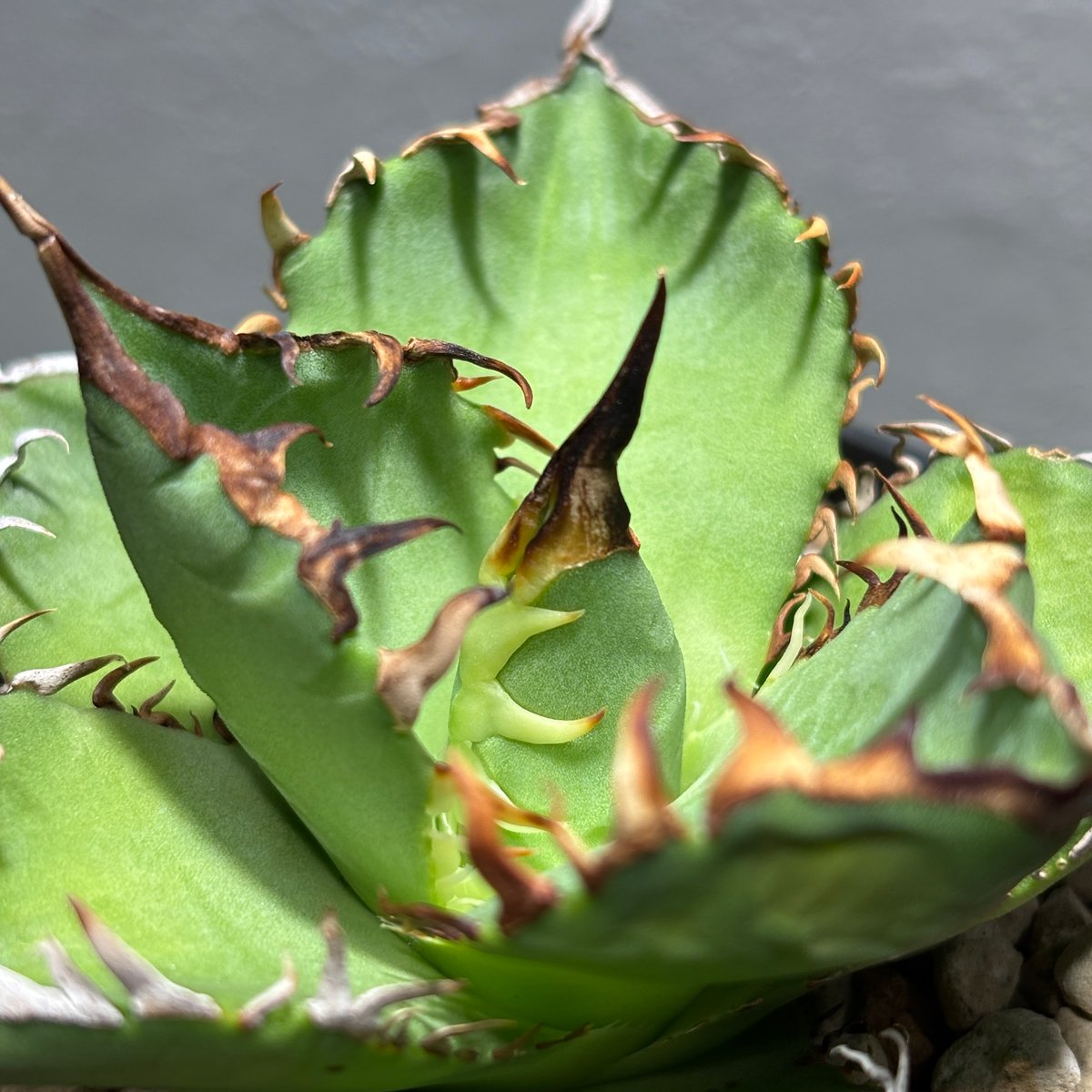 アガベ　ライムグリーン　錦 59IN212】【 ライムグリーン 】※発根管理株 | PLANET ROCK PLANTS