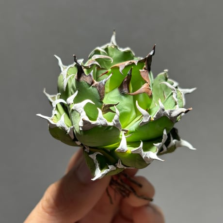 agavetitanota | STORES