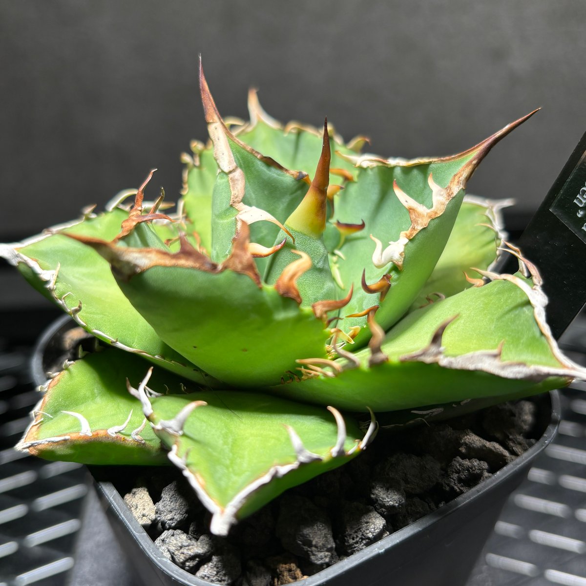 K59IN214】【 ライムグリーン 】※発根済み | PLANET ROCK PLANTS