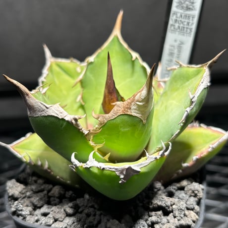 L*♡様 【クリスマスオークション】②選抜　アガベ　姫厳竜錦　覆輪斑　TC 姫厳竜 | STORES