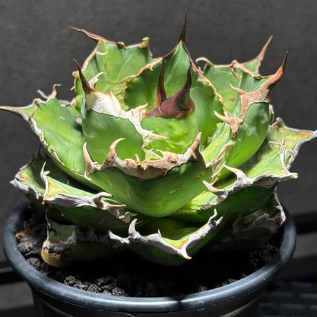 PLANET ROCK PLANTS