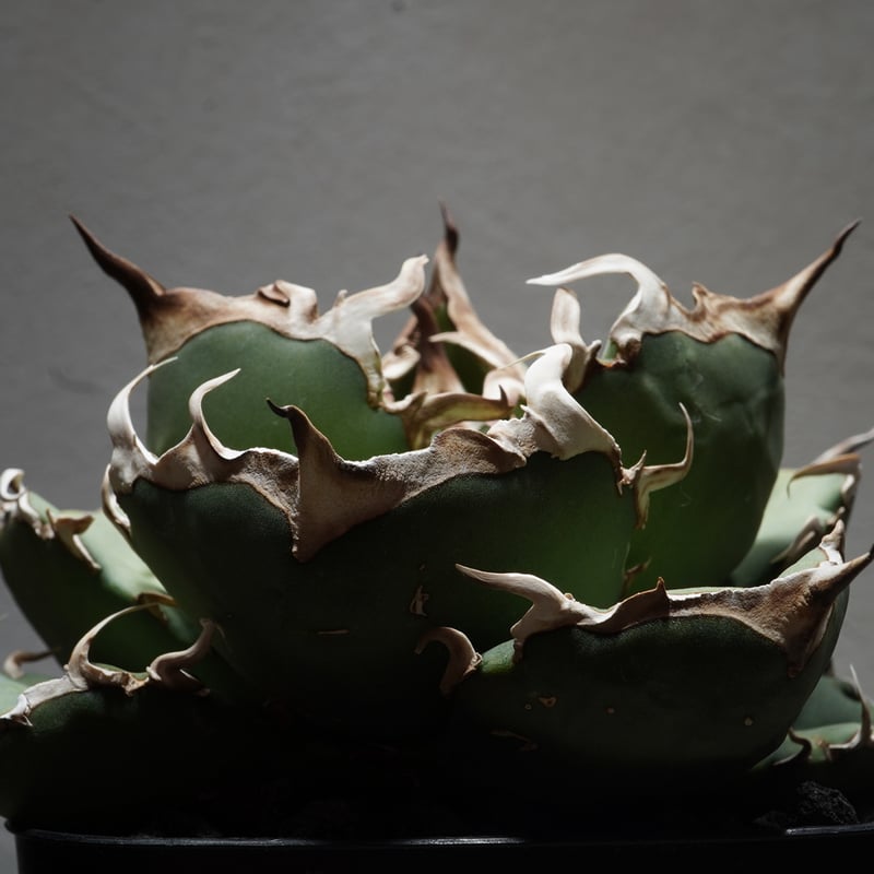 P*★様 COK CG01アガベ PLANET ROCK PLANTS 発根済み COK CG01アガベ PLANET ROCK PLANTS 発根済み - メルカリ