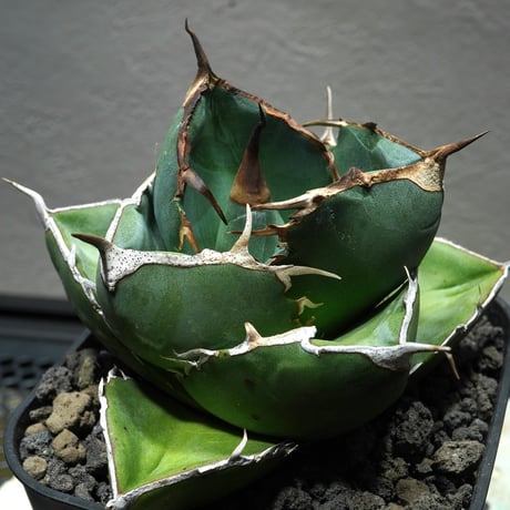 P*★様 COK CG01アガベ PLANET ROCK PLANTS 発根済み P*☆様 COK CG01アガベ PLANET ROCK PLANTS 発根済み Yahoo