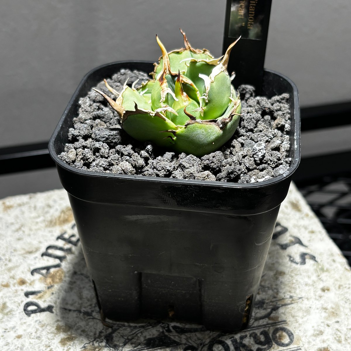 512IR009】【 Angry heart 】※発根済み | PLANET ROCK