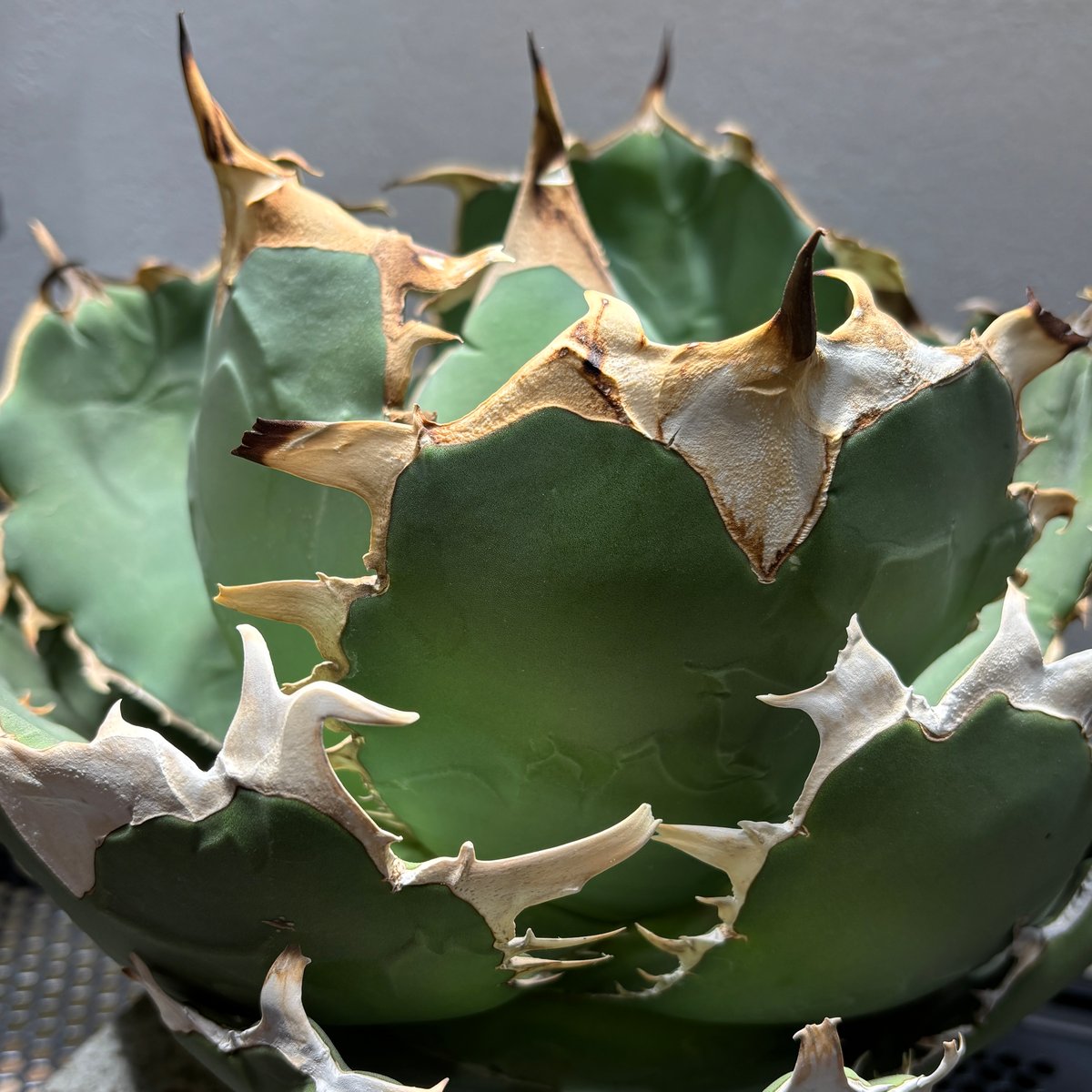 512IR009】【 Angry heart 】※発根済み | PLANET ROCK