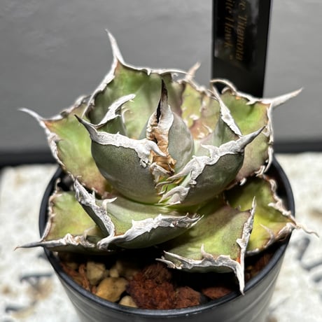 P*★様 COK CG01アガベ PLANET ROCK PLANTS 発根済み P*☆様 COK CG01アガベ PLANET ROCK PLANTS 発根済み COK CG01