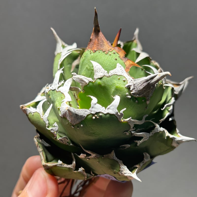 O62IN181】【 COK/CG01 】※未発根株 | PLANET ROCK PLANTS