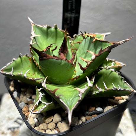 ロック　アガベ Amazon｜アガベ リュウゼツラン アメリカーナ アオノ