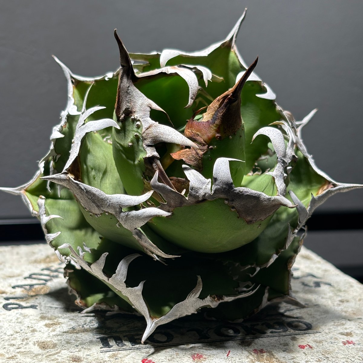 O62IN180】【 COK/CG01 】※未発根株 | PLANET ROCK PLANTS