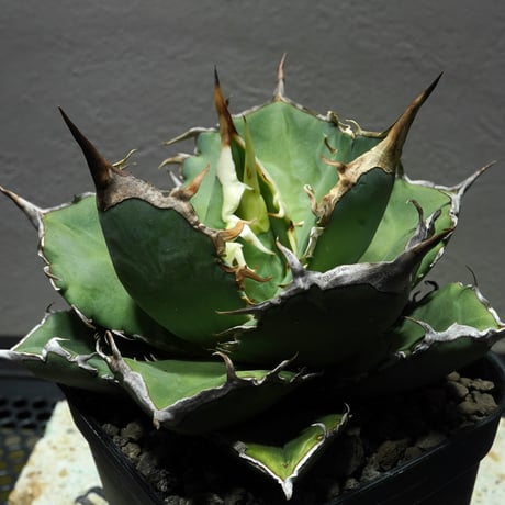 P*☆様 COK CG01アガベ PLANET ROCK PLANTS 発根済み アガベチタノタ