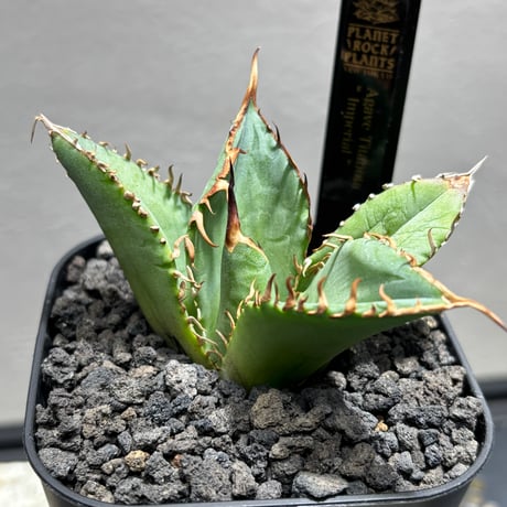 fit=cover,w=460,h=460