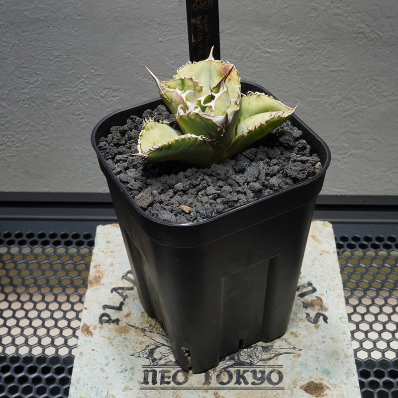 353】【 STUDS Type A 】※発根済み | PLANET ROCK PLANTS