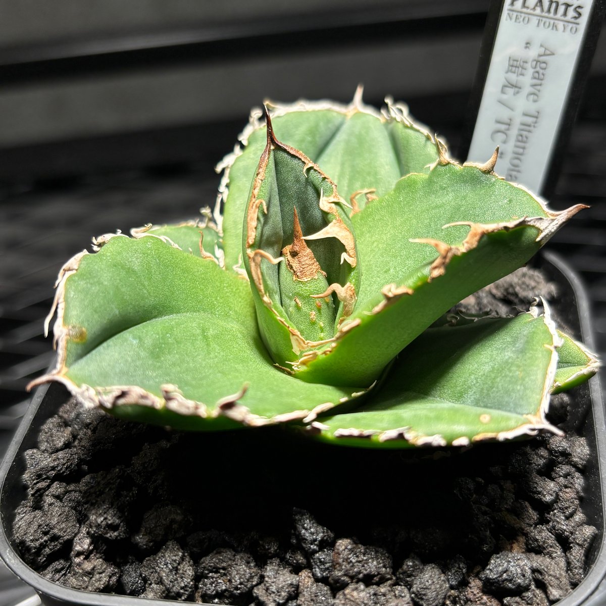 K63C129】【 蚩尤 / TC 】※発根済み | PLANET ROCK PLANTS
