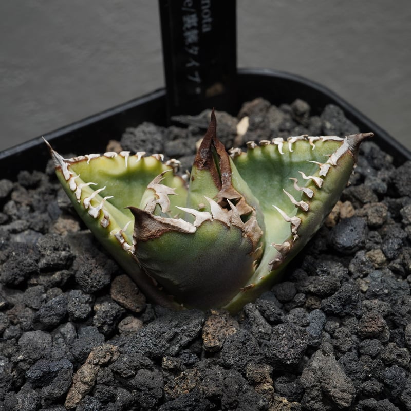 ウリザネブンブク　有棘標本 ウリザネブンブク有棘標本