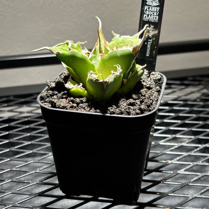 O62IR015】【 Griffin 】※発根済み | PLANET ROCK PLANTS